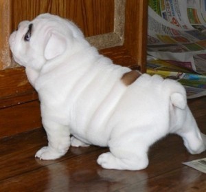 English Bulldog Puppies Available