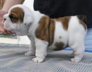 Lovely English Bulldog Puppies