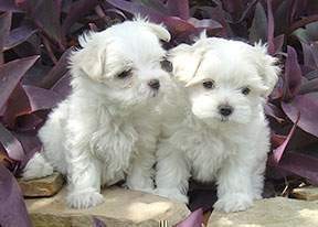 Maltese Puppies for Adoption