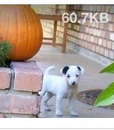 Charming Jack Russell Terrier Puppy