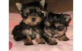 Adorable Yorkie Puppies