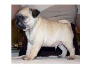 Pug Puppies Available