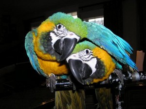 Blue and Gold Macaw Parrots