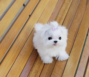 Beautiful Maltese Pups Available