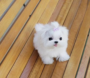 Maltese Puppies