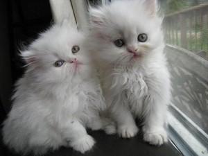 Two White Persian Kittens