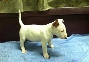 Bull Terrier Puppies for Sale