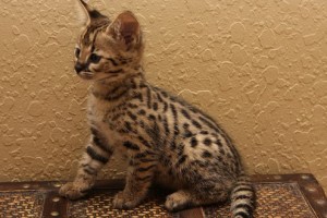 Adorable Serval Kittens for adoption