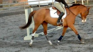 Exotic Dutch Warmblood for Sale