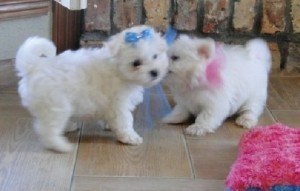 Companion Maltese Dogs