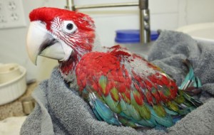 Green Wing Macaws