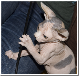 Beautiful Female Sphynx Kitten