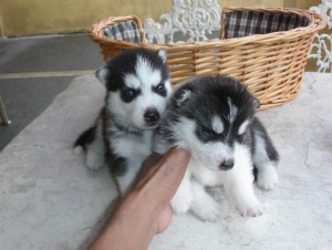 Agouti and White Siberian Husky