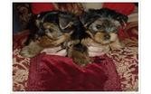 Teacup Yorkie Puppies Available