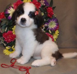 Adorable Saint Bernard Puppies for Sale