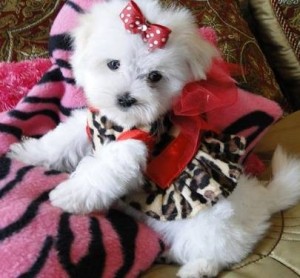 Two Teacup Maltese Puppies for Sale