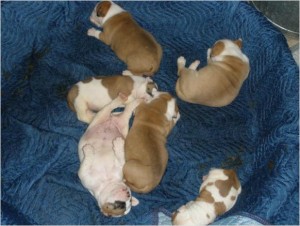 American Bulldog Puppies