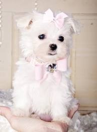 Super Cute Maltese Puppies