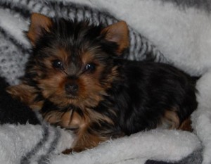 Yorkie Puppy