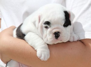 Gorgeous English Bulldog Puppies