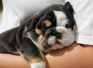 Excellent Bulldog Puppies