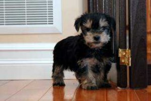 Cute Yorkie Puppies for Sale