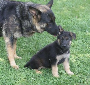 German Shepherd Puppy