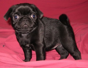 Adorable Pug Puppy for Rehoming
