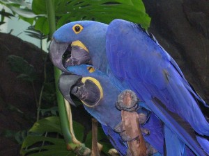 Hyacinth Macaws for Adoption