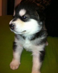 Adorable Alaskan Malamute Puppy