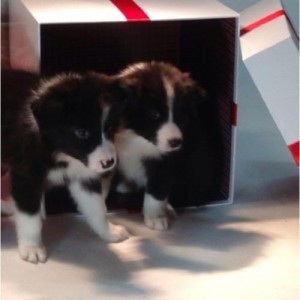 Border Collie Puppies for Sale