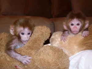 Cute Capuchin Monkeys for Adoption