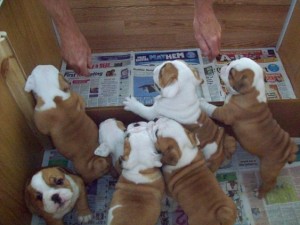 English Bulldog Puppy