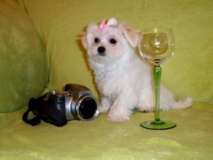 Lovely Maltese Puppies for Sale