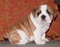 Gorgeous English Bulldog Puppy