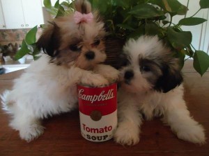 Maltese Puppies for Adoption