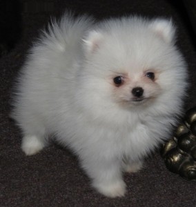 Pomeranian Puppy