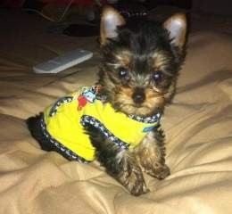 Yorkie Puppy for Adoption