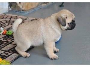 Stunning Genuine Pug Puppy