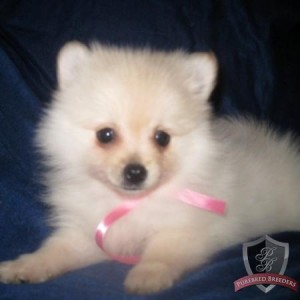 Pomeranian puppy for Adoption
