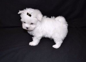 Perfect Teacup Maltese Puppy