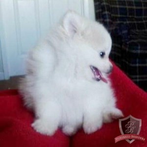 Pomeranian Pup for Sale