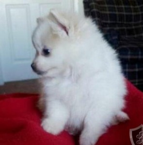 Female Pomeranian Puppy