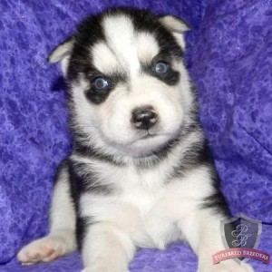 Female Siberian Husky Puppy