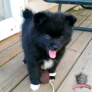 Black &amp; White Pomeranian Puppy