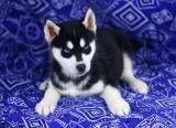 Affordable Siberian Husky Puppies