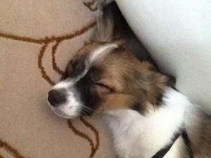 Adorable Papillon Puppy for Sale