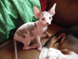 Beautiful Female TICA Sphynx Kitten