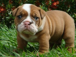 Cute Purebred English Bulldog