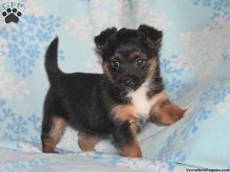 Amazing Chorkie Puppies for Sale
